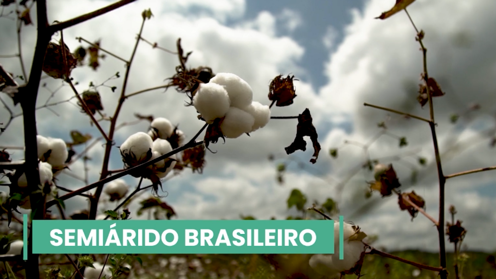 Algodão em Consórcios Agroecológicos - PORTICUS